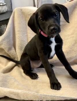 Rescue Labrador Retriever Dogs for Adoption in Mobile, Alabama - Darla | PetCurious