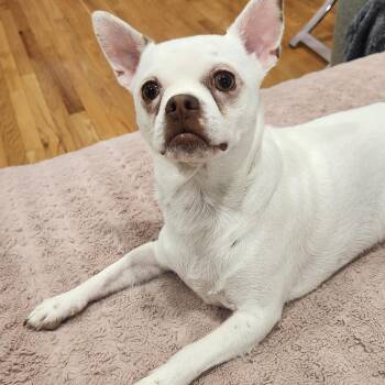 Chihuahua Dogs Available for Adoption in Toronto, Ontario - CHARLIE--not Yet Ready For Adoption | PetCurious