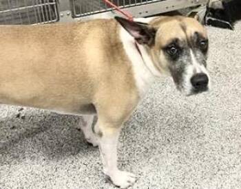 A657711 -  Boxer and German Shepherd Dog Dog for Adoption in Houston, Texas - A657711 | PetCurious