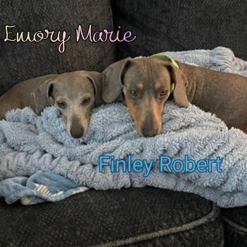 Dachshund Dogs Available for Adoption in San Antonio, Texas - Emory Marie | PetCurious