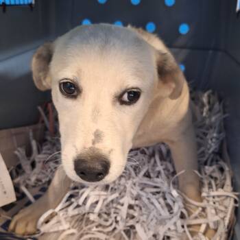 Rescue Terrier Dogs for Adoption in Montgomery, Alabama - Snowflake | PetCurious