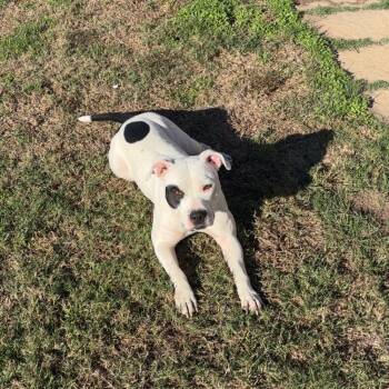 American Bulldog Dogs Available for Adoption in Dallas, Texas - Ellie Mae | PetCurious