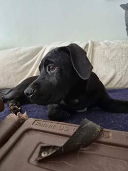 Tobin -  Terrier Dog for Adoption in Candler, North Carolina - Tobin | PetCurious