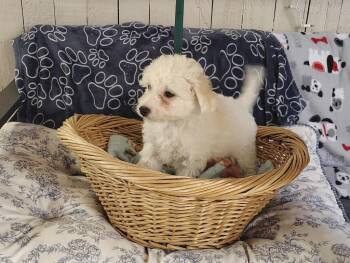 Rain pup (LIGHTNING) -  Poodle and Maltese Dog for Adoption in Fort Worth, Texas - Rain Pup (LIGHTNING) | PetCurious