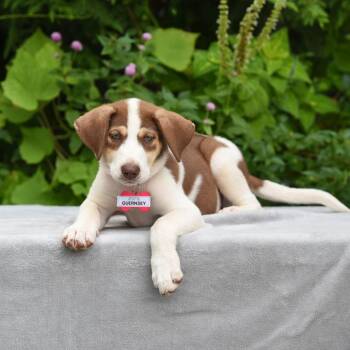 Guernsey -  Retriever Dog for Adoption in Wake Forest, North Carolina - Guernsey | PetCurious