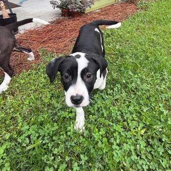 Dots -  Beagle Dog for Adoption in Savannah, Georgia - Dots | PetCurious