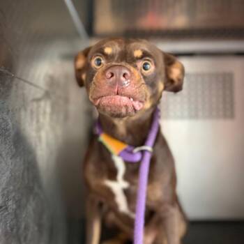 Thurston -  Pit Bull Terrier Dog for Adoption in Birmingham, Alabama - Thurston | PetCurious