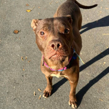 Rescue Pit Bull Terrier Dogs for Adoption in Concord, North Carolina - Mayflower | PetCurious