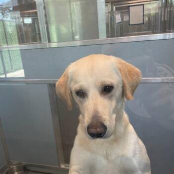 Copper -  Labrador Retriever Dog for Adoption in Des Moines, Iowa - Copper | PetCurious