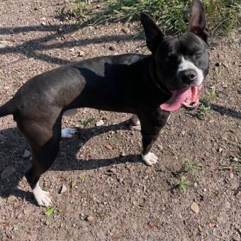 Xander -  Boxer and Mixed Breed Dog for Adoption in Bend, Oregon - Xander | PetCurious