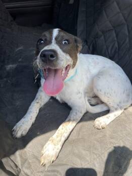 Benny -  Australian Cattle Dog Blue Heeler and Catahoula Leopard Dog Dog for Adoption in Newnan, Georgia - Benny | PetCurious