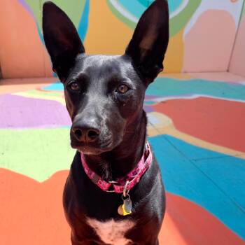 Rescue Black Labrador Retriever Dogs for Adoption in Dallas, Texas - Pixie | PetCurious