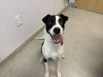 Border Collie and Mixed Breed Dogs Available for Adoption - HOPE | PetCurious
