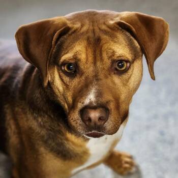 Hound Dogs Available for Adoption - Reecey | PetCurious