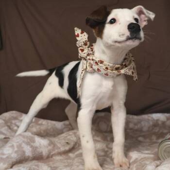 Cinnamon Sugar -  Mixed Breed Dog for Adoption in Saint Charles, Missouri - Cinnamon Sugar | PetCurious