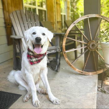 Rescue Great Pyrenees Dogs for Adoption in Newport, New Hampshire - Winter - In New England | PetCurious