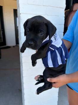 Star -  Great Dane and Boxer Dog for Adoption in Frisco, Texas - Star | PetCurious