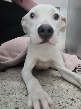 Mixed Breed Dogs Available for Adoption in Memphis, Tennessee - Antz | PetCurious