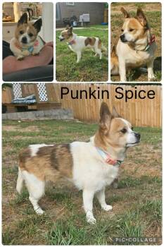 Chihuahua and Pomeranian Dogs Available for Adoption in Enterprise, Alabama - Punkin Spice | PetCurious