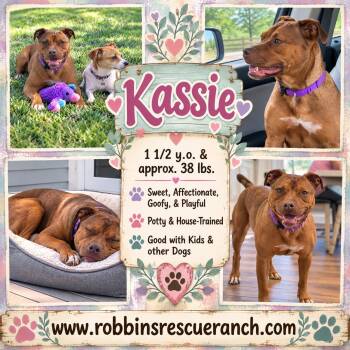 Kassie -  American Bully Dog for Adoption in Brenham, Texas - Kassie | PetCurious