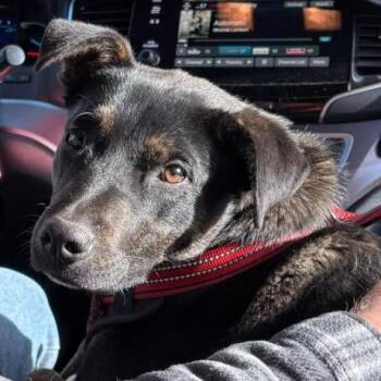 Shepherd Dogs Available for Adoption in Agua Dulce, California - Jedi | PetCurious