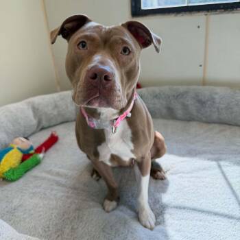 Tilly "Zaria" -  Pit Bull Terrier Dog for Adoption in Martinsville, Indiana - Tilly "Zaria" | PetCurious