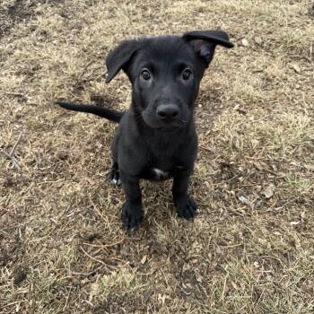 Rescue Mixed Breed Dogs for Adoption in Sioux Falls, South Dakota - Jayden | PetCurious