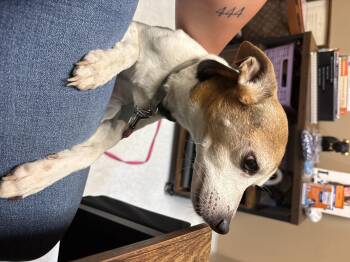 Tigger -  Rat Terrier Dog for Adoption in Memphis, Tennessee - Tigger | PetCurious