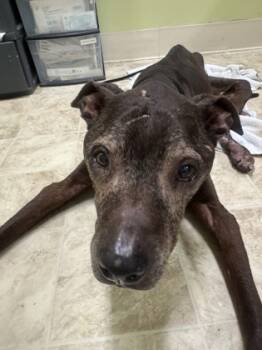 Rescue Mixed Breed Dogs for Adoption in Cincinnati, Ohio - Enzo | PetCurious