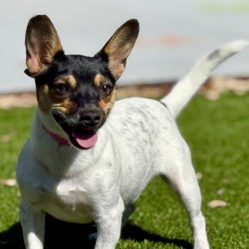 Rat Terrier and Chihuahua Dogs Available for Adoption - Elvira - Pretty Girl With Big Ears! | PetCurious