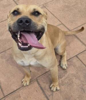 Knox -  Boerboel and Great Dane Dog for Adoption in Shreveport, Louisiana - Knox | PetCurious