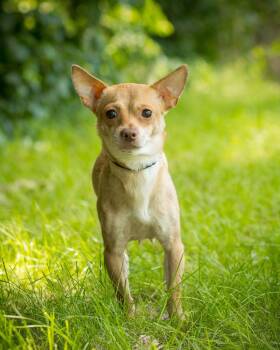 WINDY (0060) -  Chihuahua Dog for Adoption in Bridgeport, Connecticut - WINDY (0060) | PetCurious