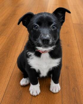 Border Collie and Mixed Breed Dogs Available for Adoption in Lindenhurst, New York - Mattituck | PetCurious