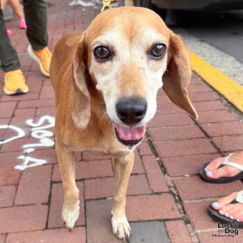 Yoyo -  Beagle Dog for Adoption in Washington, District Of Columbia - Yoyo | PetCurious
