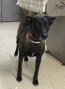 BUTTERCUP -  Belgian Shepherd Malinois Dog for Adoption in Riverside, California - BUTTERCUP | PetCurious