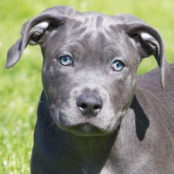 Pit Bull Terrier Dogs Available for Adoption in South Elgin, Illinois - Ditzy | PetCurious