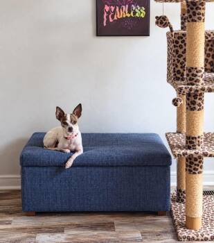 Raya -  Chihuahua Dog for Adoption in Oregon, Ohio - Raya | PetCurious
