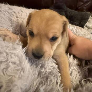 Mixed Breed Dogs Available for Adoption in Fredericksburg, Virginia - Novel | PetCurious