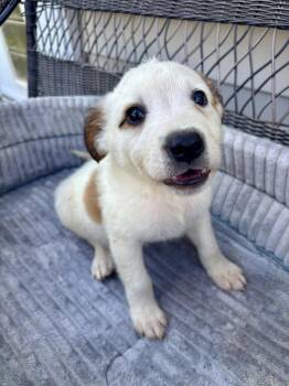 Puck -  Jack Russell Terrier and Parson Russell Terrier Dog Available for Adoption in Holly Springs, North Carolina - Puck | PetCurious