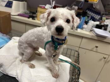 Fritter -  Maltese and Maltipoo Dog for Adoption - Fritter | PetCurious