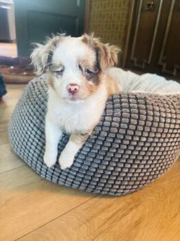 Lucy -  Australian Shepherd Dog for Adoption in Fort Wayne, Indiana - Lucy | PetCurious
