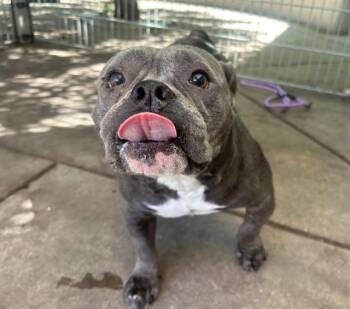 American Bulldog Dogs Available for Adoption in Martinez, California - SUGA MAMA | PetCurious