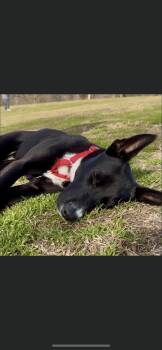 Border Collie and Belgian Shepherd Malinois Dogs Available for Adoption - Baby | PetCurious