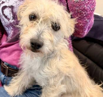 Marshall -  Cairn Terrier Dog for Adoption in Hilton Head Island, South Carolina - Marshall | PetCurious