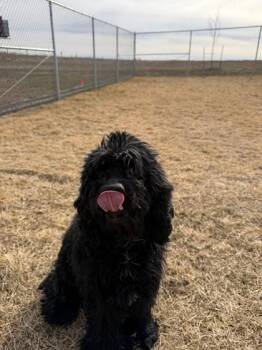 Cocker Spaniel and Mixed Breed Dogs Available for Adoption in Missoula, Montana - Prince | PetCurious