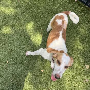 Bambi -  Hound Dog for Adoption in Charlottesville, Virginia - Bambi | PetCurious