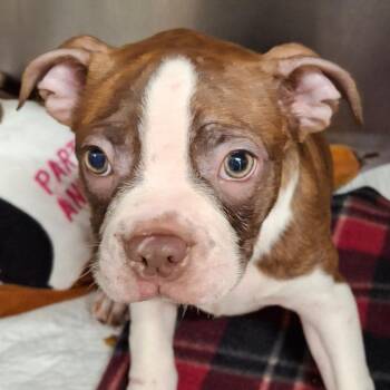 Koda -  Boston Terrier and Mixed Breed Dog for Adoption in Zanesville, Ohio - Koda | PetCurious