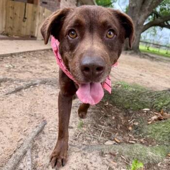 Chocolate Labrador Retriever and Labrador Retriever Dogs Available for Adoption in Friendswood, Texas - Rocky Road The Loveable Lab | PetCurious