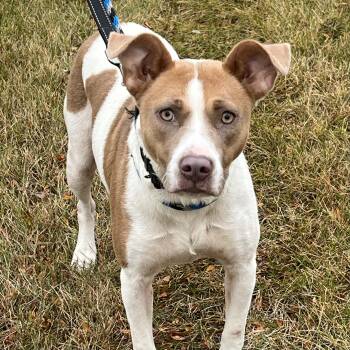 Rescue Hound and Pit Bull Terrier Dogs for Adoption in Libertyville, Illinois - Hazel | PetCurious