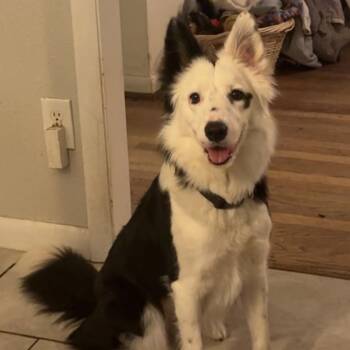 Lexi -  Border Collie Dog for Adoption in Lexington, North Carolina - Lexi | PetCurious